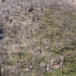 Ένα διαφορετικό δέντρο για τα Χριστούγεννα