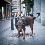 Όποιοι έχουν σκύλο, έχουν αυξημένες πιθανότητες να ζήσουν περισσότερα χρόνια