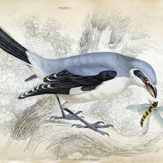 Ζώδια: Οι προβλέψεις για το 2014