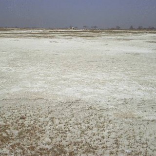 Η υφαλμύρωση των καλλιεργήσιμων εδαφών απειλεί τις παγκόσμιες σοδειές