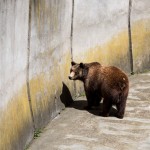 Αρκούδα έκανε βόλτα στο Άργος Ορεστικό