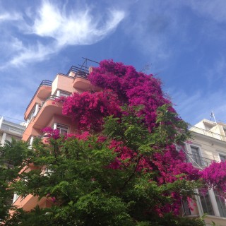 Ποιος πήγε και έκοψε τη διασημότερη μπουκαμβίλια της Αθήνας;