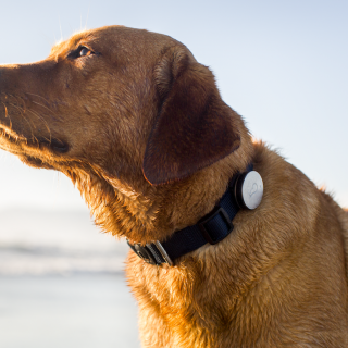 Ένα wearable για τους φιλόζωους: επικοινωνώντας με τον σκύλο!