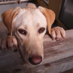 Βαρύ πρόστιμο για κακοποίηση ζώων