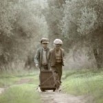 Το μάζεμα της ελιάς σε ένα όμορφο φιλμάκι