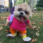 Η Marnie, το πιο δημοφιλές σκυλί της Αμερικής σαρώνει το Instagram