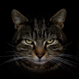 Πιστεύετε ότι οι κατοικίδιες γάτες μας μισούν;