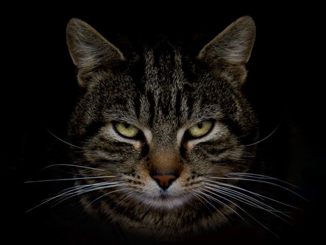 Πιστεύετε ότι οι κατοικίδιες γάτες μας μισούν;