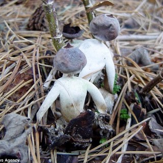 Μανιταράνθρωποι στο Norfolk