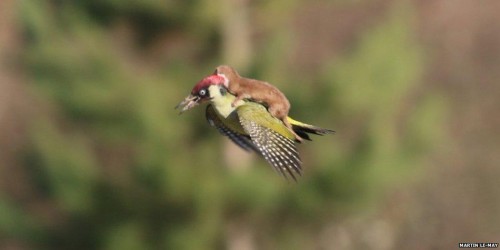 Πως μία νυφίτσα βρέθηκε να πετάει με ένα τρυποκάρυδο;