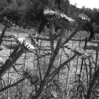 Το bullying είναι ανίκητο όπως και η βλακεία