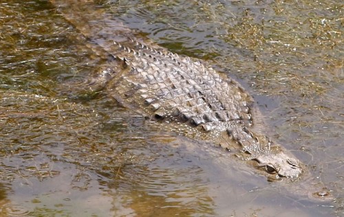Νεκρός βρέθηκε ο κροκόδειλος της Κρήτης