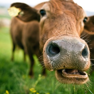 Αγρυπνία στην Αγγλία εις μνήμην…. αγελάδας