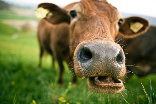 Αγρυπνία στην Αγγλία εις μνήμην…. αγελάδας