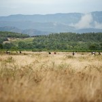 ΠΓΔΜ: Κλείνουν τα σύνορα στην Ειδομένη