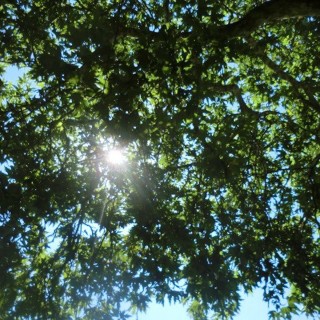 15 Γενναίοι και Γενναίες στο έλεος των Τσοπανόσκυλων