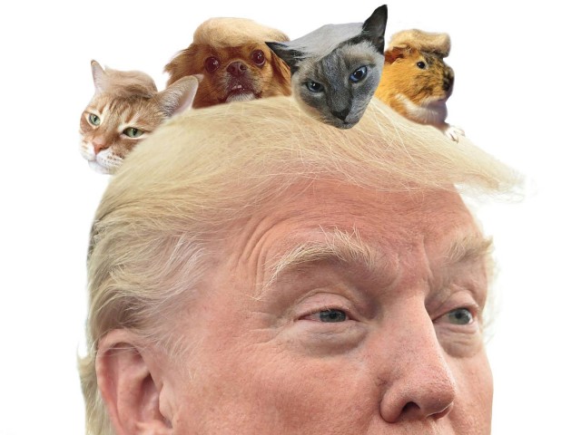 Τι συμβαίνει στο κεφάλι του Ντόναλντ Τραμπ;