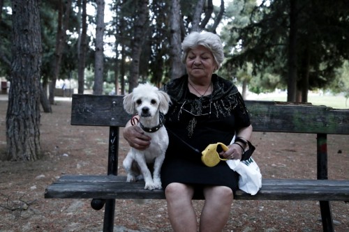 Δωρεάν στείρωση σε οικόσιτους σκύλους στα Χανιά