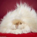 Τα ρεκόρ Γκίνες του 2016