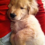 Το τυφλό σκυλάκι που έχει αγαπήσει όλο το διαδίκτυο