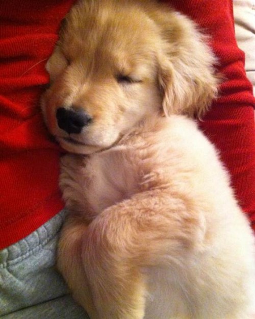 Το τυφλό σκυλάκι που έχει αγαπήσει όλο το διαδίκτυο