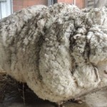 Αυτό είναι (ήταν) το πιο μαλλιαρό πρόβατο όλων των εποχών (ΕΙΚΟΝΕΣ)