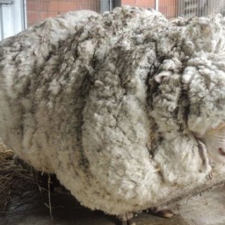 Αυτό είναι (ήταν) το πιο μαλλιαρό πρόβατο όλων των εποχών (ΕΙΚΟΝΕΣ)