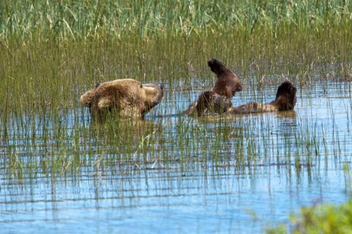 Μια αρκούδα κάνει μπάνιο και το διαδίκτυο τρελαίνεται.