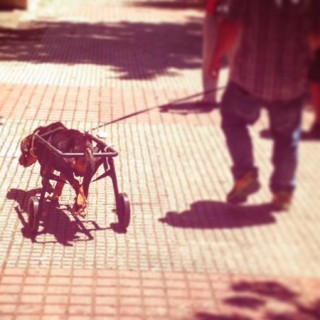 Ο Βασίλης Τζιγκούρας κατασκευάζει αμαξίδια για ανάπηρα σκυλιά