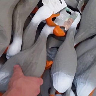 The duck army: οι πάπιες που κατέκτησαν το ίντερνετ!