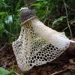 Μύκητας προκαλεί γυναικείο οργασμό σε δευτερόλεπτα (ΒΙΝΤΕΟ)