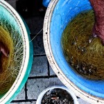 Το Caravan Project κατασκηνώνει στην Αλεξανδρούπολη