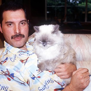 Πως να βοηθήσεις τη γάτα σου να καταπολεμήσει το άγχος