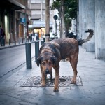 Ένα εκατομμύριο αδέσποτα σκυλιά θύματα της ελληνικής κρίσης