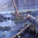 Τσερνόμπιλ: ένας απέραντος βιότοπος γεμάτος άγρια ζώα