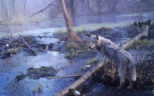 Τσερνόμπιλ: ένας απέραντος βιότοπος γεμάτος άγρια ζώα