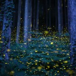 Υπέροχες εικόνες που διαγωνίζονται για την καλύτερη φωτογραφία του National Geographic το 2015