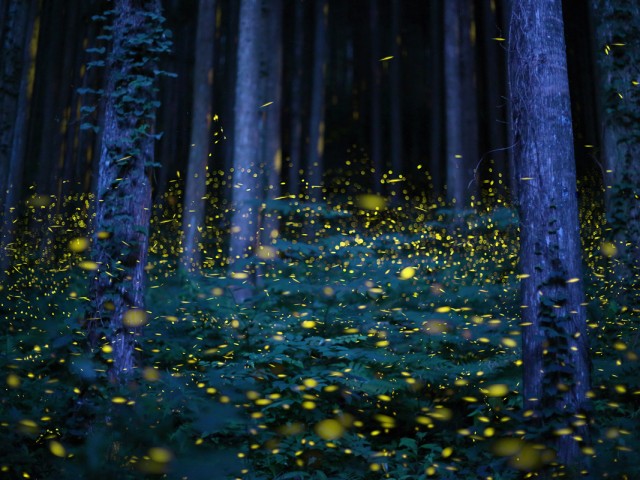 Υπέροχες εικόνες που διαγωνίζονται για την καλύτερη φωτογραφία του National Geographic το 2015