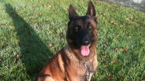 Με το παράσημο Ντίκιν θα τιμηθεί η σκυλίτσα Ντίζελ που σκοτώθηκε στο Σεν Ντενί