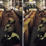 Καφετέρια στη Λέσβο προσφέρει καταφύγιο στα αδέσποτα κάθε βράδυ