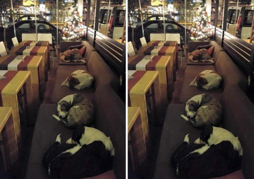 Καφετέρια στη Λέσβο προσφέρει καταφύγιο στα αδέσποτα κάθε βράδυ