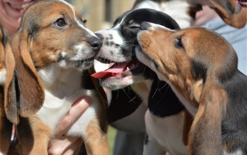 Πραγματοποιήθηκε η πρώτη γέννηση σκυλιών με τεχνητή γονιμοποίηση