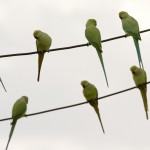 Κίνα: Σπάνιο είδος πτηνού εμφανίσθηκε στην πόλη Τσινγκντάο