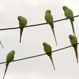 Κίνα: Σπάνιο είδος πτηνού εμφανίσθηκε στην πόλη Τσινγκντάο