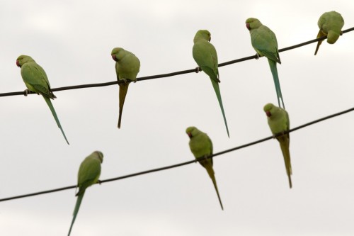 Κίνα: Σπάνιο είδος πτηνού εμφανίσθηκε στην πόλη Τσινγκντάο