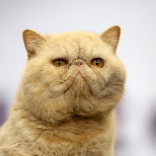 Οι πιο απίθανες γάτες του κόσμου ήταν στην Αθήνα