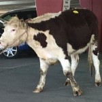 Κινηματογραφική απόδραση στις ΗΠΑ από μία αγελάδα