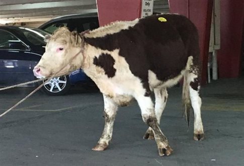 Κινηματογραφική απόδραση στις ΗΠΑ από μία αγελάδα