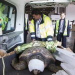 Η μακρά περιπέτεια μίας χελώνας καρέτα-καρέτα (ΕΙΚΟΝΕΣ)