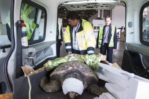 Η μακρά περιπέτεια μίας χελώνας καρέτα-καρέτα (ΕΙΚΟΝΕΣ)